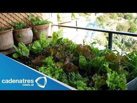 Aprende a cultivar tus propios insumos. Instituto Culinario Coronado / Cultivar insumos