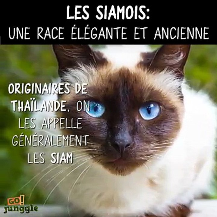 Les Chat Siamois