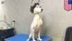 Viral photo of shaved husky sends Twitter into an absolute frenzy