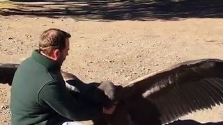 Un condor reconnaît et remercie l'homme qui l'a sauvé !