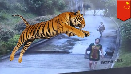 Cheapskate tourists sneak into zoo, nearly end up as tiger feed