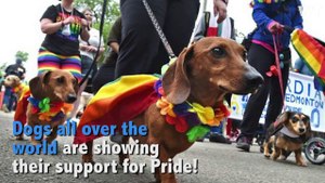 Dogs Celebrating Pride 2017