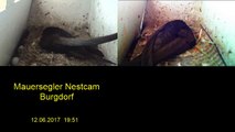Mauersegler Nestcam 2017 - 12. Juni - 19:46
