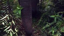 When Wild Elephants Attack