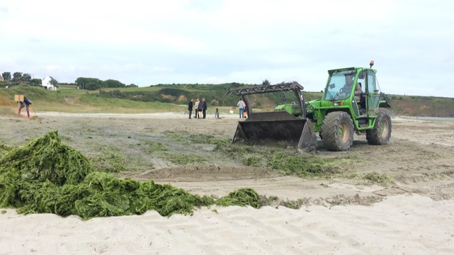 Les algues vertes sont précoces, le ramassage s'organise