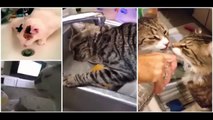 Cats are just the Funniest Pets Ever! Fun► Best Funny Cat Videos Ever
