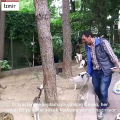 Otomobilini kediler için yuvaya dönüştürdü