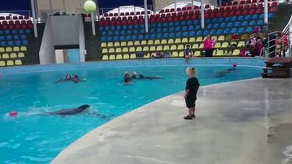 Un enfant joue au ballon avec un dauphin
