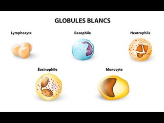 Augmentation des leucocytes : quelles sont les causes ?