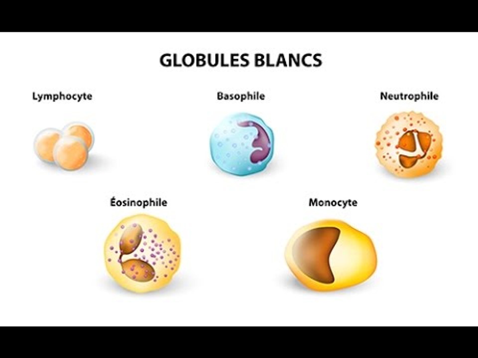 Augmentation des leucocytes : quelles sont les causes ?