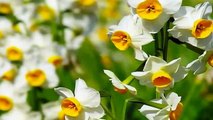 Narcissus - A genus of predominantly spring perennial plants