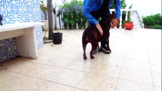 UM Dia com - Cadela Pitbull Red Nose ( Raça Perigosa )