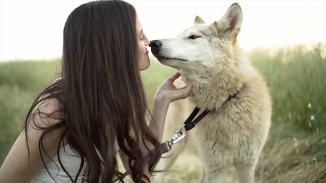 Wolf Whisperer Finds Passion In Caring For Animals