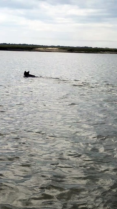 Bear Swimming in Florida