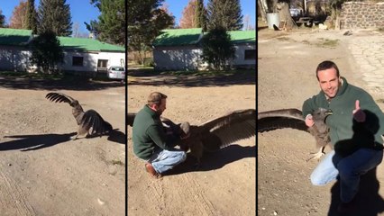 Un condor vient dire bonjour à l'homme qui l'a sauvé quand il était bébé