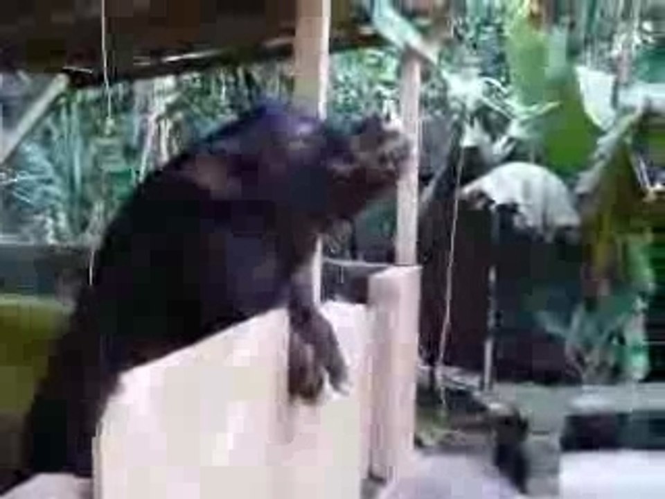 Besoffen wie ein Schwein