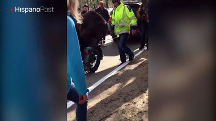 Motociclistas rusos pasean a un oso por las calles de una ciudad