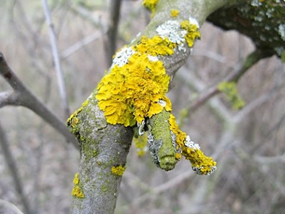 Maladie génitale qu'estce qu'un lichen vulvaire ? Vidéo Dailymotion
