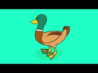 Apprendre à dessiner un canard