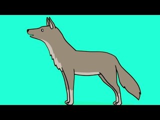 Apprendre à dessiner un loup