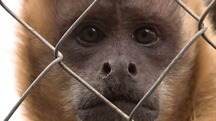 Monos alcohólicos se rehabilitan tras maltrato