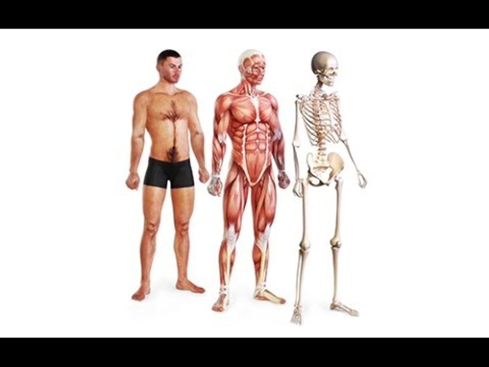 Qu'est-ce que la motricité globale et la motricité fine ?