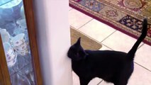 How To Stop Male Cat From Spraying Inside The House - Must watch