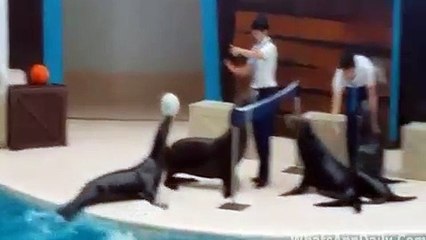 Seal Playing Volleyball - Must Watch