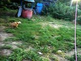 Crazy games of puppies of the American Staffordshire terrier and a street dog