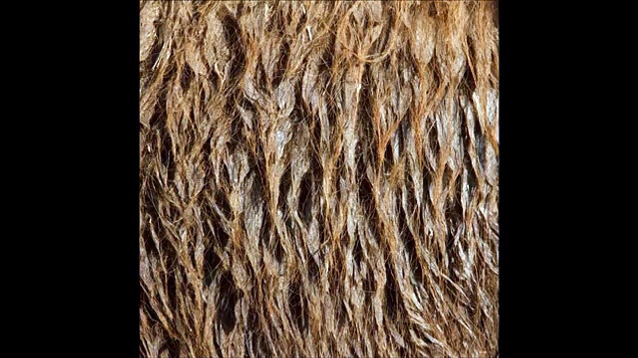 SKIN : Elle Photographie les peaux, poils et plumages des animaux