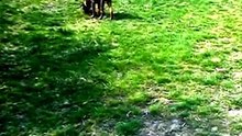 The most energetic and fearless Doberman Pincher funny video of a walk with a thoroughbred puppy of the Bordeaux Doga