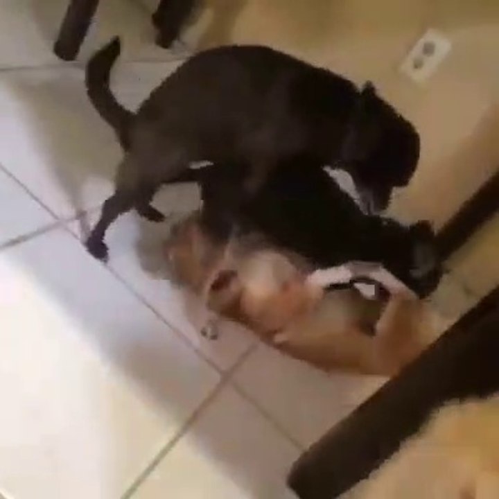 Animal World Video