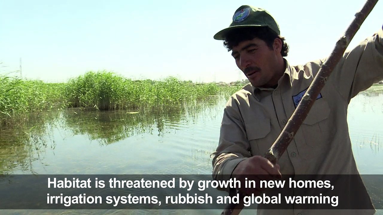 War-torn Kabul becomes a protected site for migratory birds