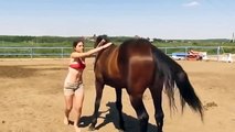 Ce cheval vraiment très cool se montre d'une patience exemplaire face à une cavalière vraiment très empotée qui tente de le monter à cru