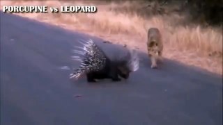 Leopards vs Percopines