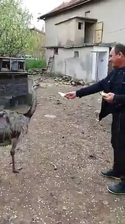 Ostrich eat bread..By Taimoor...