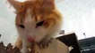 Funniest cats weekly _ Sphynx cat _ C234234werUGUST 2016 _ Fu