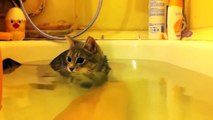 Funny Cats Enjoying Bath _ Cats That LOVE Water Cotrt