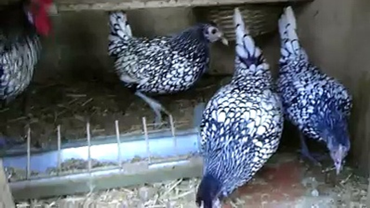 Silver Sebright Chickens 5 By Taimoor...