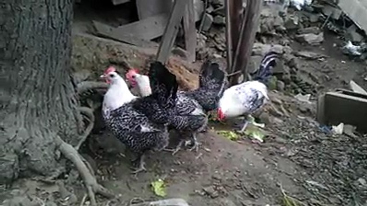 Chickens 8 By Taimoor...