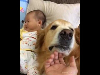 Baby and Dog are the Best of Friends
