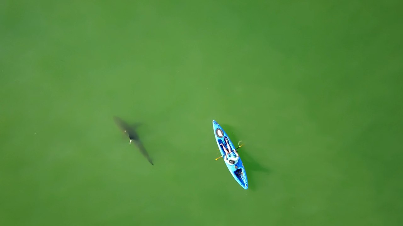 Marine Biologists Film Great White Sharks Circling Kayaks