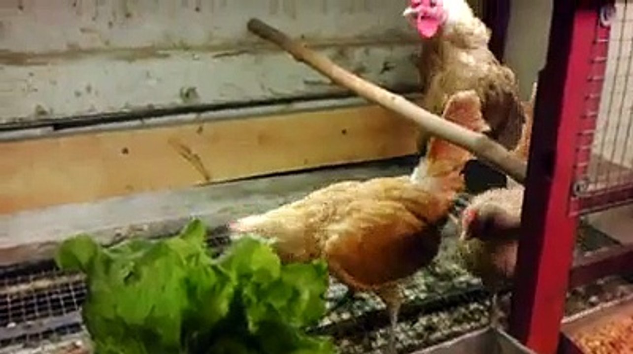 Sebright Chickens By Taimoor...