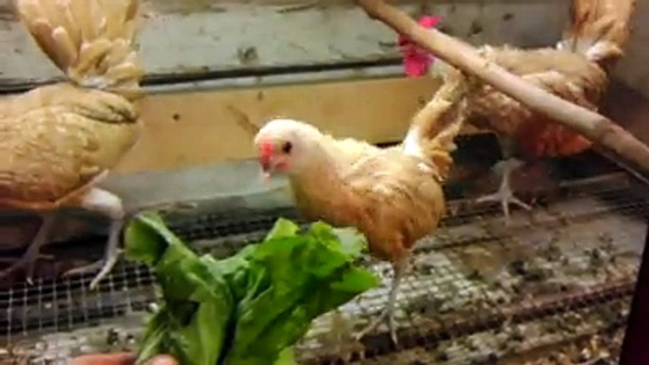 Sberight Chickens 2 By Taimoor...