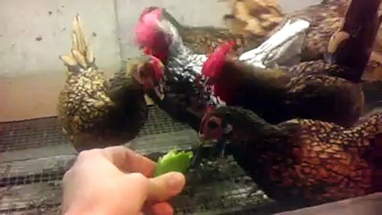 Sebright Chickens 4 By Taimoor...