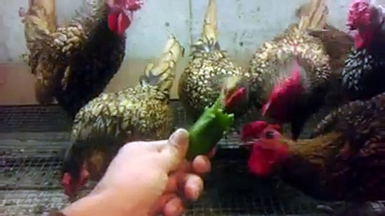 Sebright Chickens 3 By Taimoor...