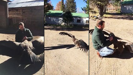 Un condor vient dire bonjour à l'homme qui l'a sauvé quand il était bébé