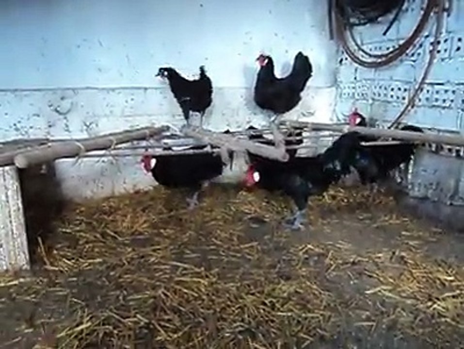 Crazy Chickens By Taimoor...