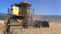 Güneydoğu'da Başlayan Buğday Hasadındaki Yüksek Rekolte Üreticinin Yüzünü Güldürdü