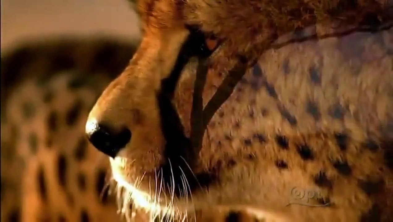 Bears of the Last Frontier (Part 3): Arctic Wanderers (PBS Nature Documentary)